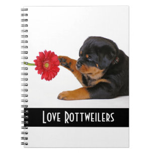 Amar cachorro Rottweiler con cuaderno de margarita