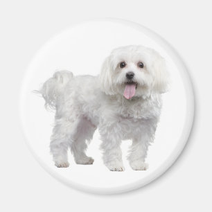 Amar el imán blanco maltés de fritura de perro c