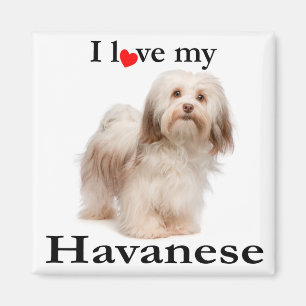 Amar mi imán habanés