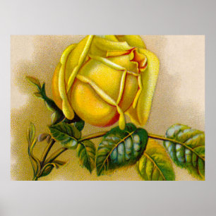 Amarilla Rosa Antiguo Grabado Vintage Arte Refinad
