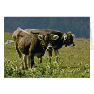 amarillas Dos flores de vaca