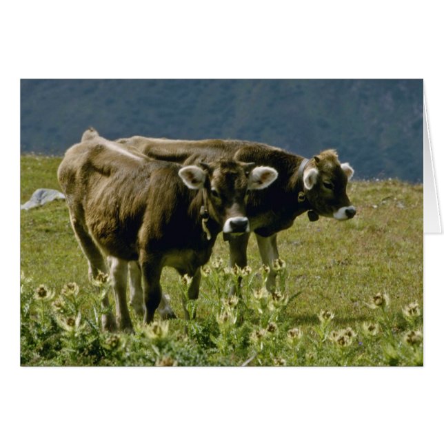 amarillas Dos flores de vaca (Anverso (Horizontal))