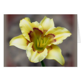 Amarillo carnicero en gris - Daylily