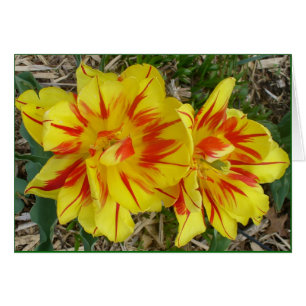 Amarillo con tarjeta de flor de rayas rojas