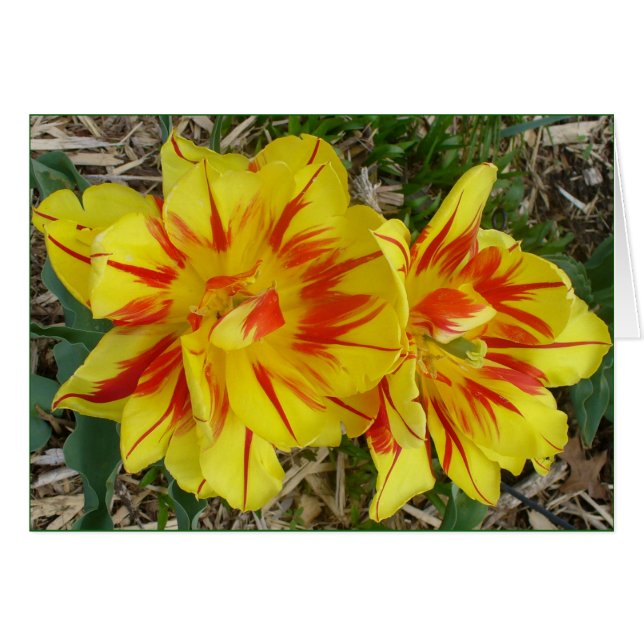 Amarillo con tarjeta de flor de rayas rojas (Anverso (Horizontal))