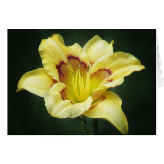 Amarillo de caracol - Diurna (Anverso (Horizontal))