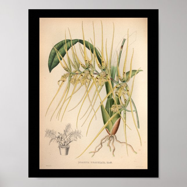 Amarillo de impresión de flores de orquídeas de ép (Frente)