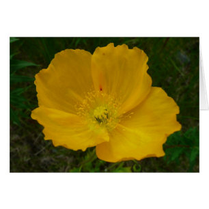 Amarillo de la amapola Alaskan Flor silvestre Flor