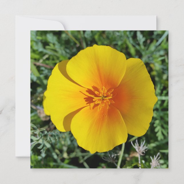 amarillo de otoño (Anverso)