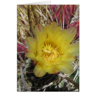 Amarillo del anzuelo del cactus de barril
