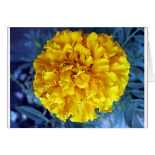 Amarillo Marigold