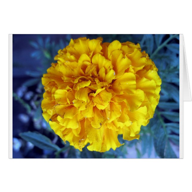 Amarillo Marigold (Anverso (Horizontal))