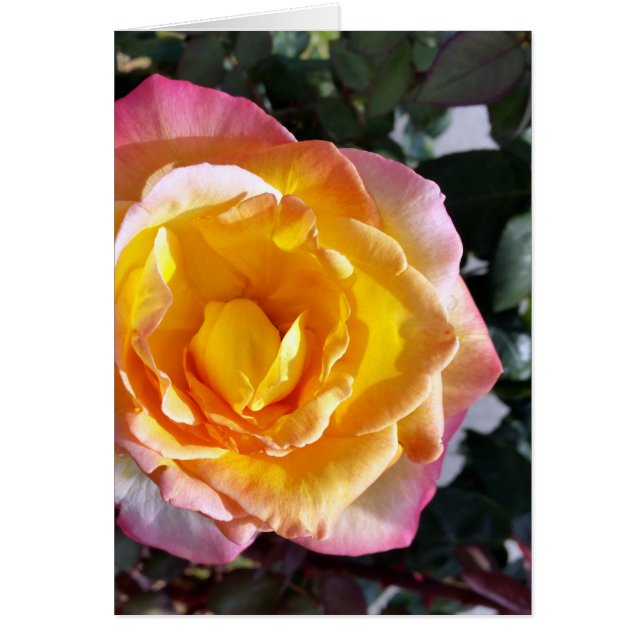 amarillo y rosa (Frente)