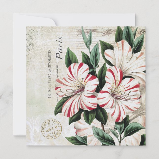 amarylis french (Anverso)