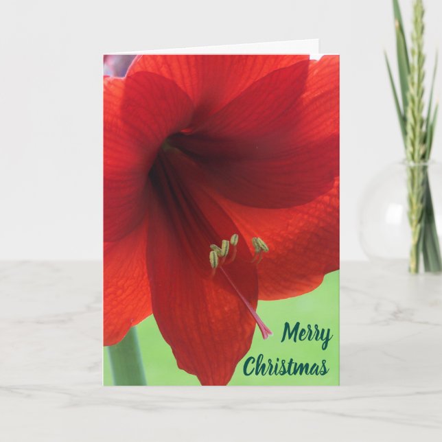 Amarylis Rojo Floral Feliz Navidad  (Anverso)
