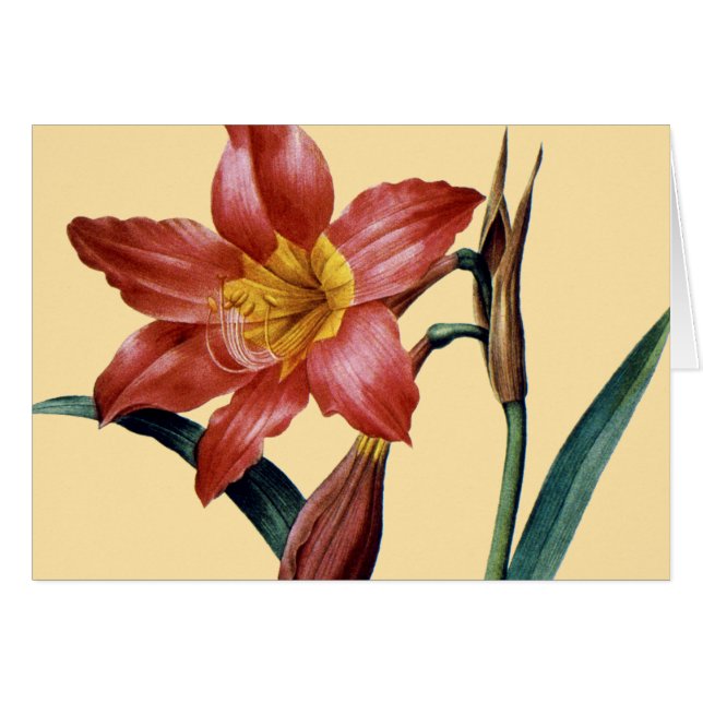 Amaryllis (Anverso (Horizontal))