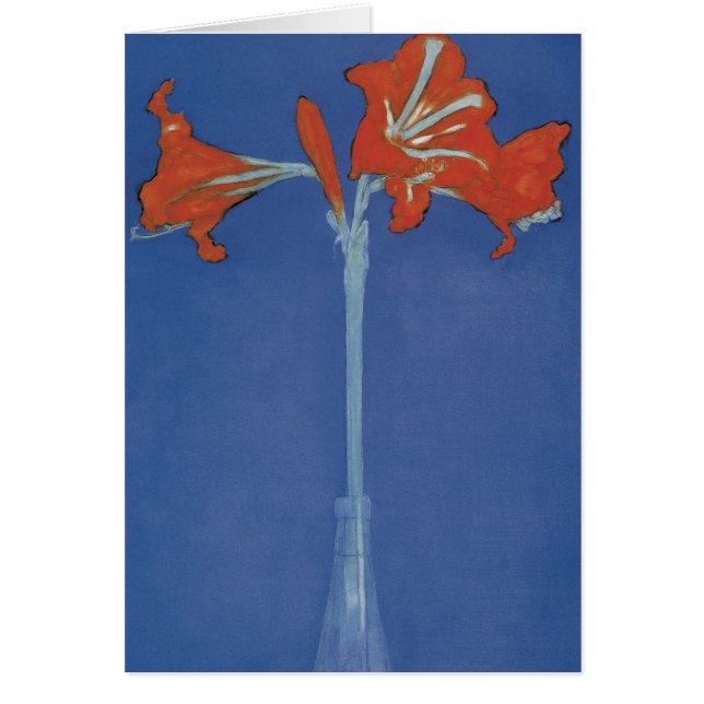 Amaryllis (Frente)