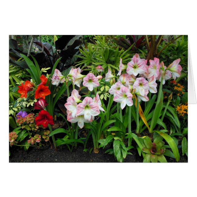 Amaryllis (Anverso (Horizontal))