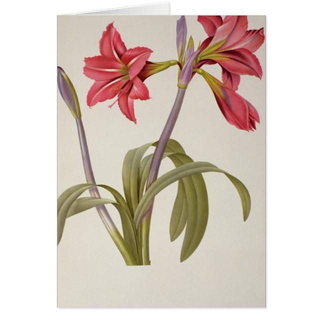 Amaryllis Brasiliensis (Frente)