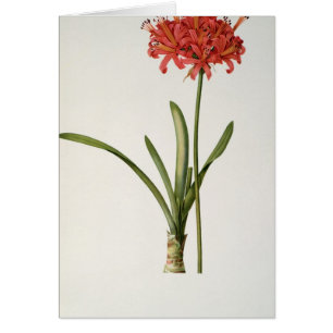Amaryllis Curvifolia, 1809, del ` Les