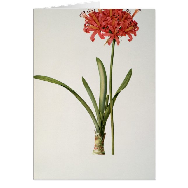 Amaryllis Curvifolia, 1809, del ` Les (Frente)