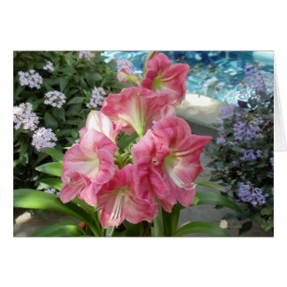 Amaryllis, jardín botánico nacional, Washington,