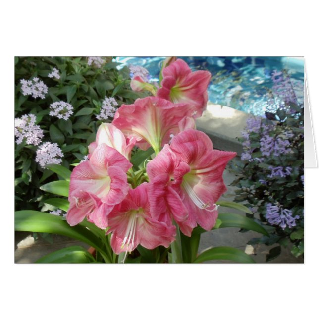 Amaryllis, jardín botánico nacional, Washington, (Anverso (Horizontal))