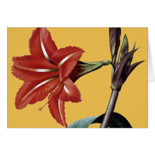 Amaryllis rayado