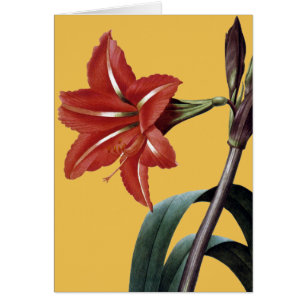 Amaryllis rayado