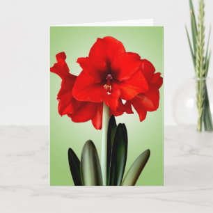 Amaryllis rojo del navidad de la tarjeta de