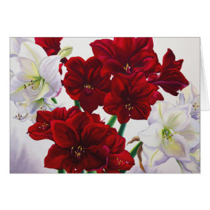 Amaryllis rojo y blanco 2008