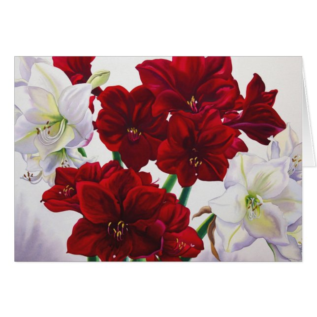 Amaryllis rojo y blanco 2008 (Anverso (Horizontal))