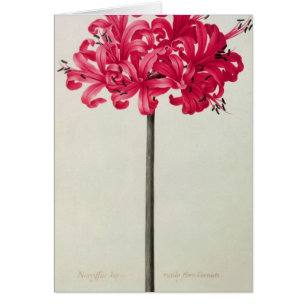 Amaryllis Sarniensis, o narciso