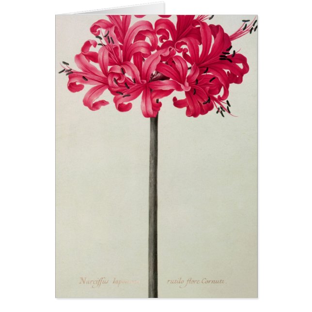 Amaryllis Sarniensis, o narciso (Frente)