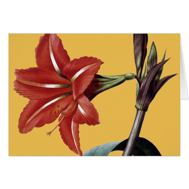Amaryllis Striped (Anverso (Horizontal))
