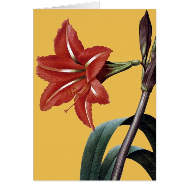 Amaryllis Striped (Frente)