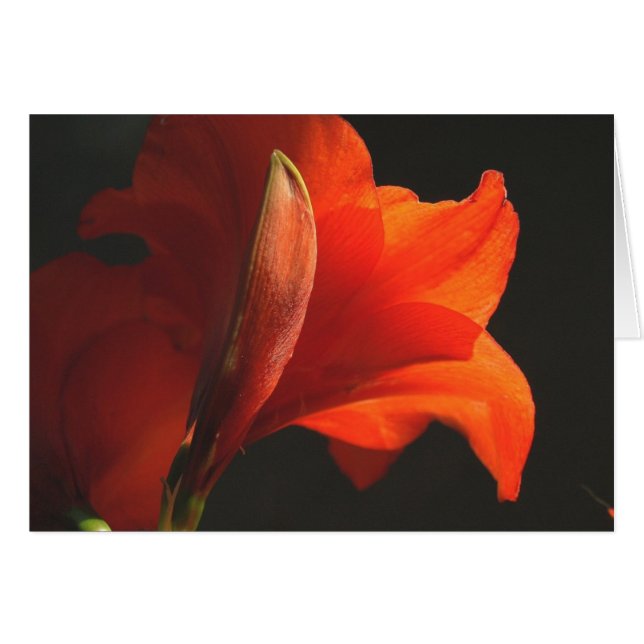 AmaryllisAndBud (Anverso (Horizontal))