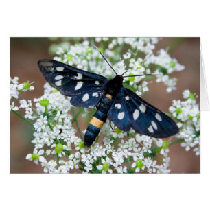 Amata phegea