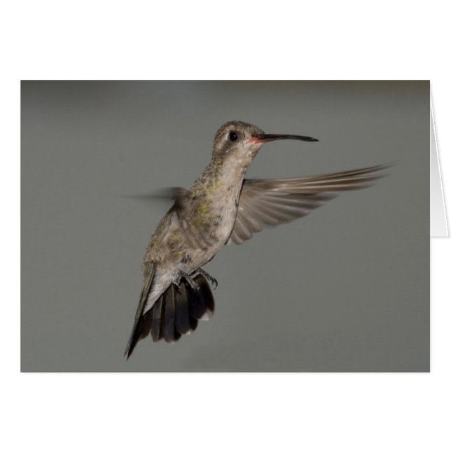 Amazilia rutila - Colibrí de canela (Anverso (Horizontal))