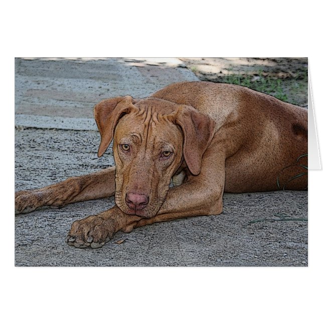 Amber-Eyed Boy (Anverso (Horizontal))