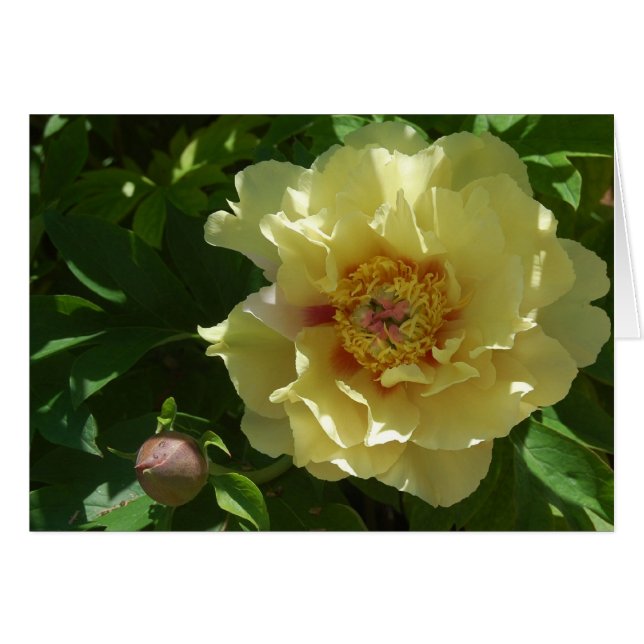 Ambición amarilla (Anverso (Horizontal))