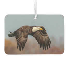 Ambientador Águila calva en vuelo