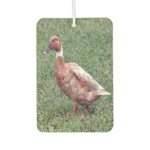 Ambientador Aire de pato marrón Freshener