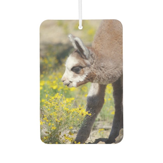 Ambientador Alpaca Air Freshener Rossi (Anverso)