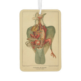 Ambientador Anatomía de una paloma