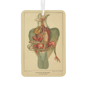 Ambientador Anatomía de una paloma
