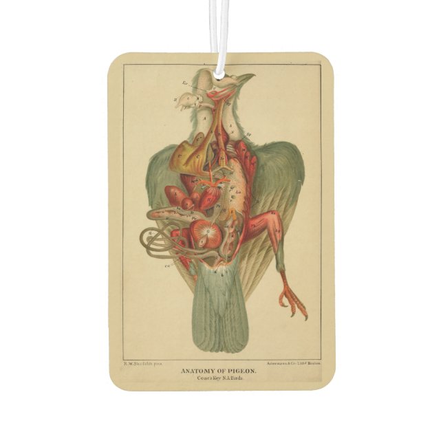 Ambientador Anatomía de una paloma (Reverso)