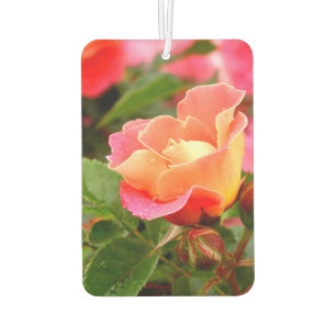 Ambientador Apricot Salmon Pink Rose