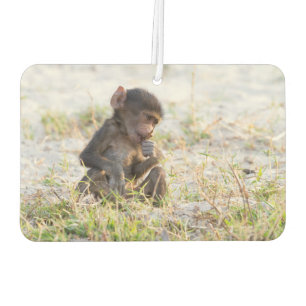Ambientador Baboon joven