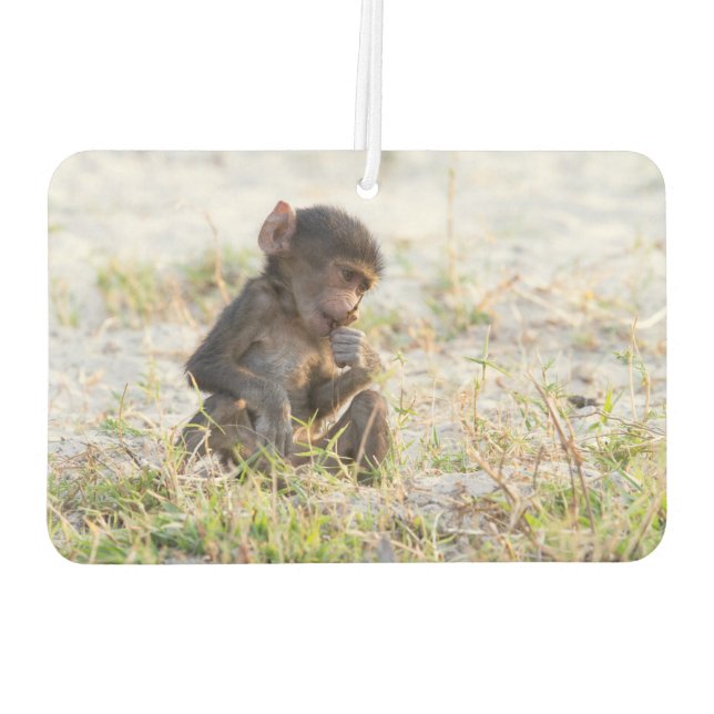 Ambientador Baboon joven (Reverso)